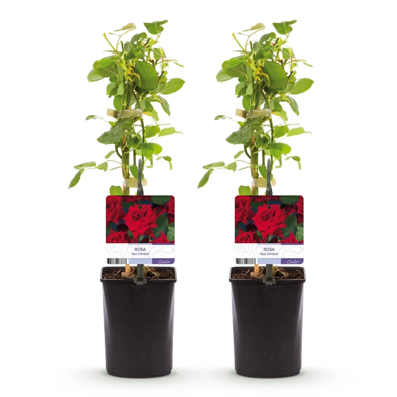 Kletterrose ‘Red Climber’ – rot blühende, robuste Sorte, 2 Pflanzen, 11-cm-Topf, 40 cm