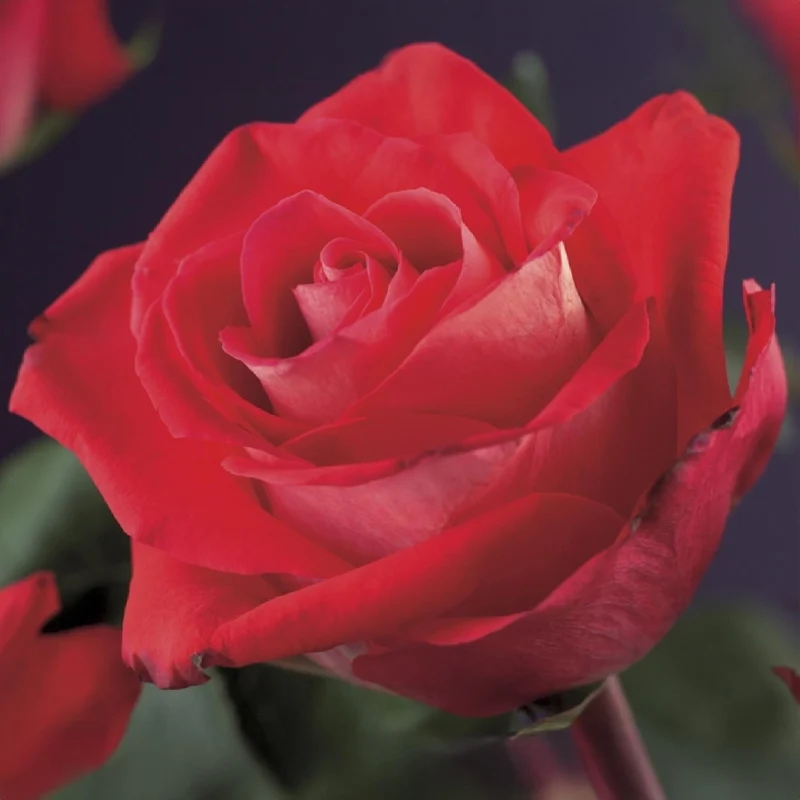 Kletterrose ‘Red Climber’ – rot blühende, robuste Sorte, 2 Pflanzen, 11-cm-Topf, 40 cm