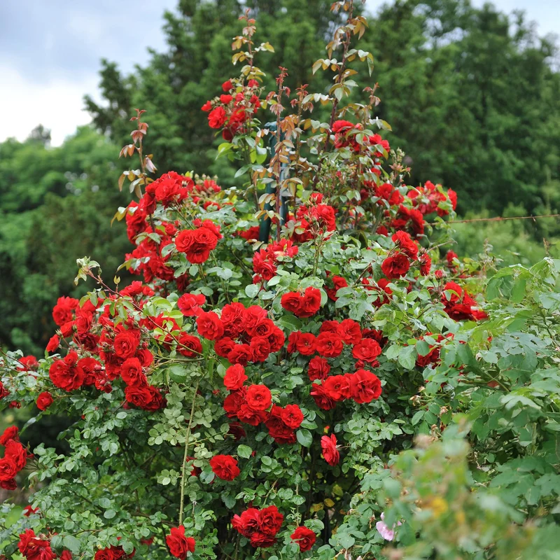 Kletterrose ‘Red Climber’ – rot blühende, robuste Sorte, 2 Pflanzen, 11-cm-Topf, 40 cm