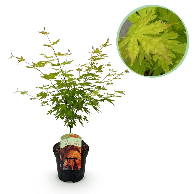 Japanischer Ahorn – Sorte ‘Orange Dream’, laubabwerfend, 19 cm Topf, 70 cm hoch