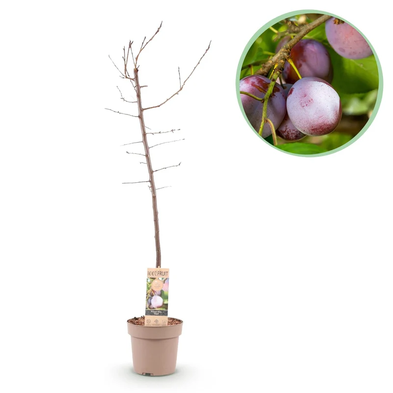 Pflaumenbaum „Opal“ – Gelb-rote Früchte im 21 cm Topf (ca. 90 cm hoch)