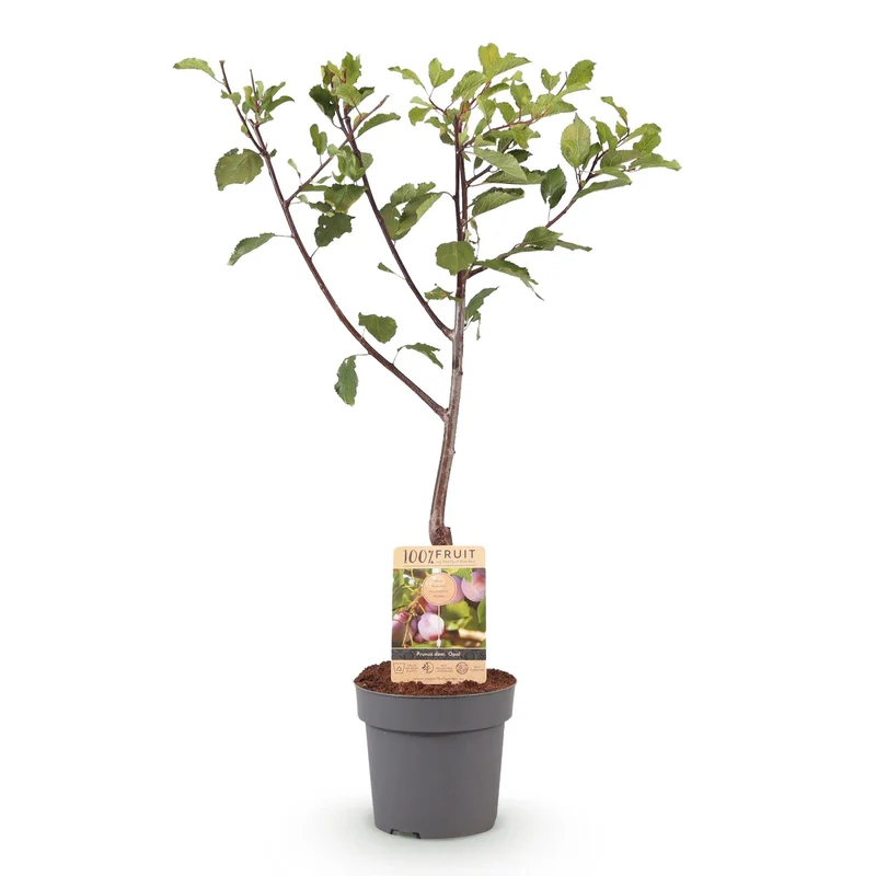 Pflaumenbaum „Opal“ – Gelb-rote Früchte im 21 cm Topf (ca. 90 cm hoch)