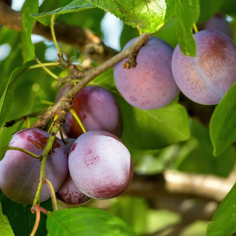 Pflaumenbaum „Opal“ – Gelb-rote Früchte im 21 cm Topf (ca. 90 cm hoch)
