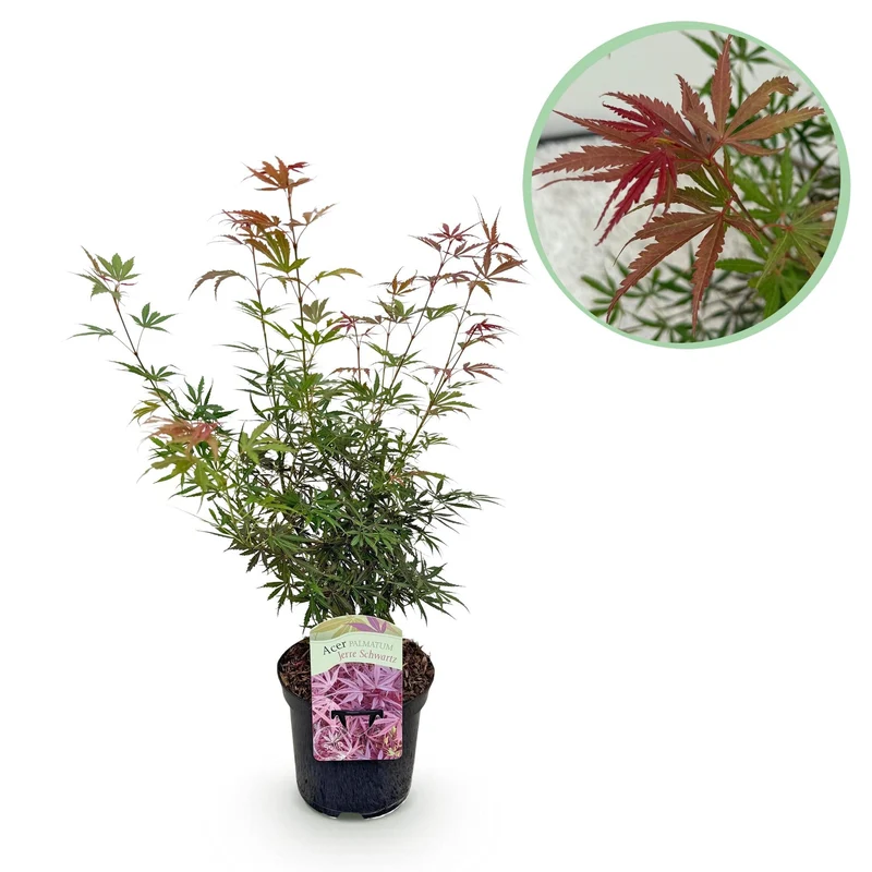 Japanischer Ahorn ‘Jerre Schwartz’ – kompakter Zierahorn, dunkelrotes Laub, 70 cm hoch