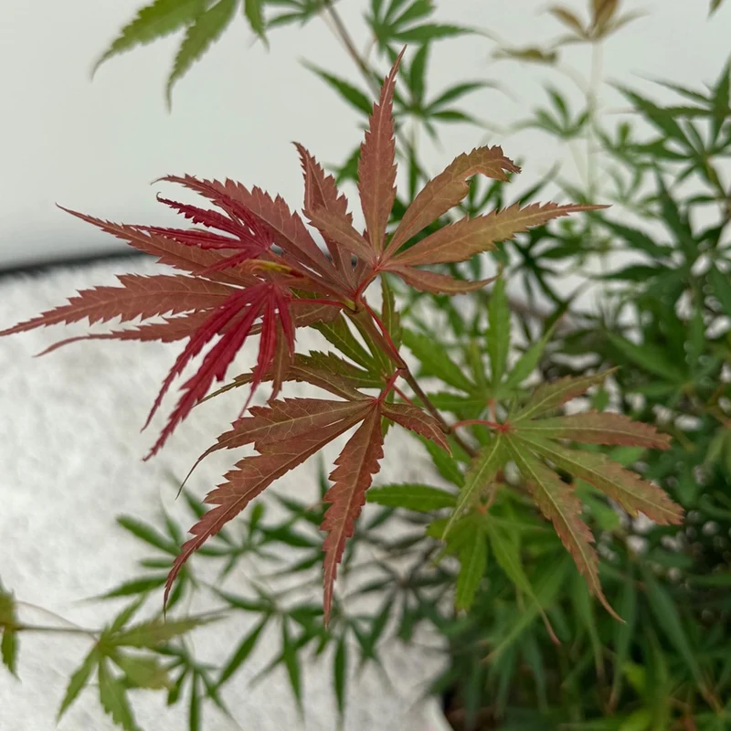 Japanischer Ahorn ‘Jerre Schwartz’ – kompakter Zierahorn, dunkelrotes Laub, 70 cm hoch