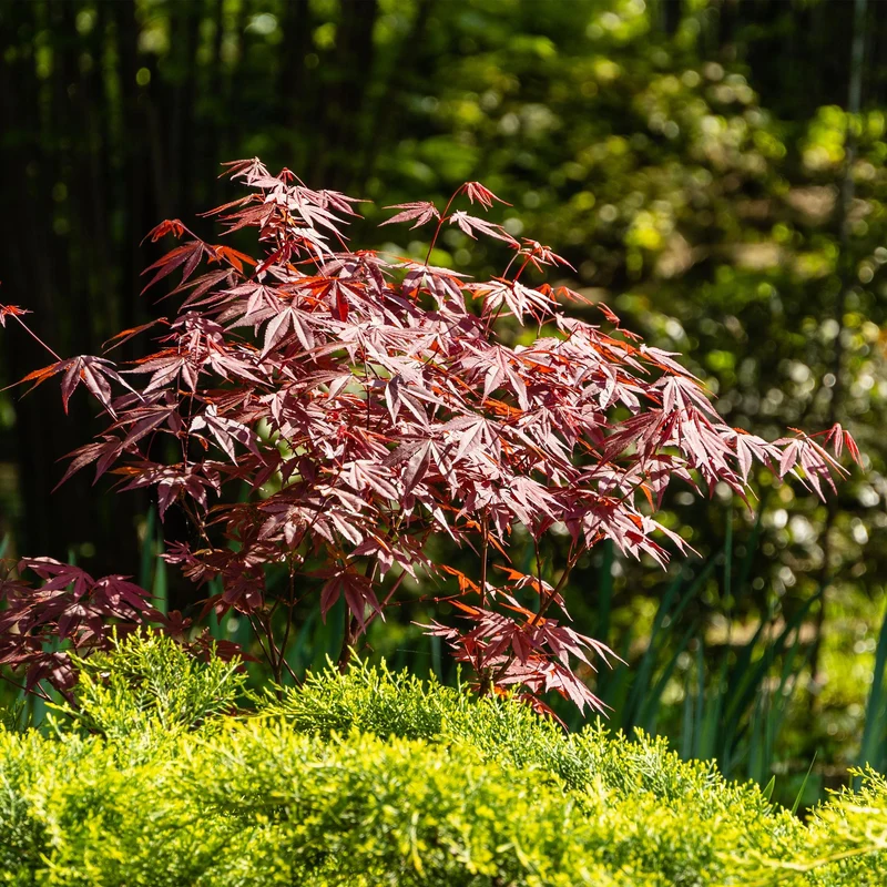 Japanischer Ahorn – Sorte ‘Atropurpureum’, lila, laubabwerfend, 19 cm Topf, 70 cm Höhe
