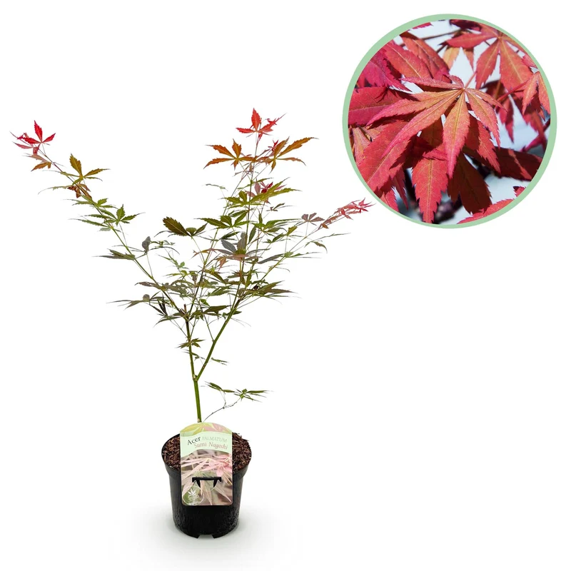 Japanischer Fächerahorn ‘Sumi-nagashi’ – rot, laubabwerfend, 19 cm Topf, 70 cm hoch