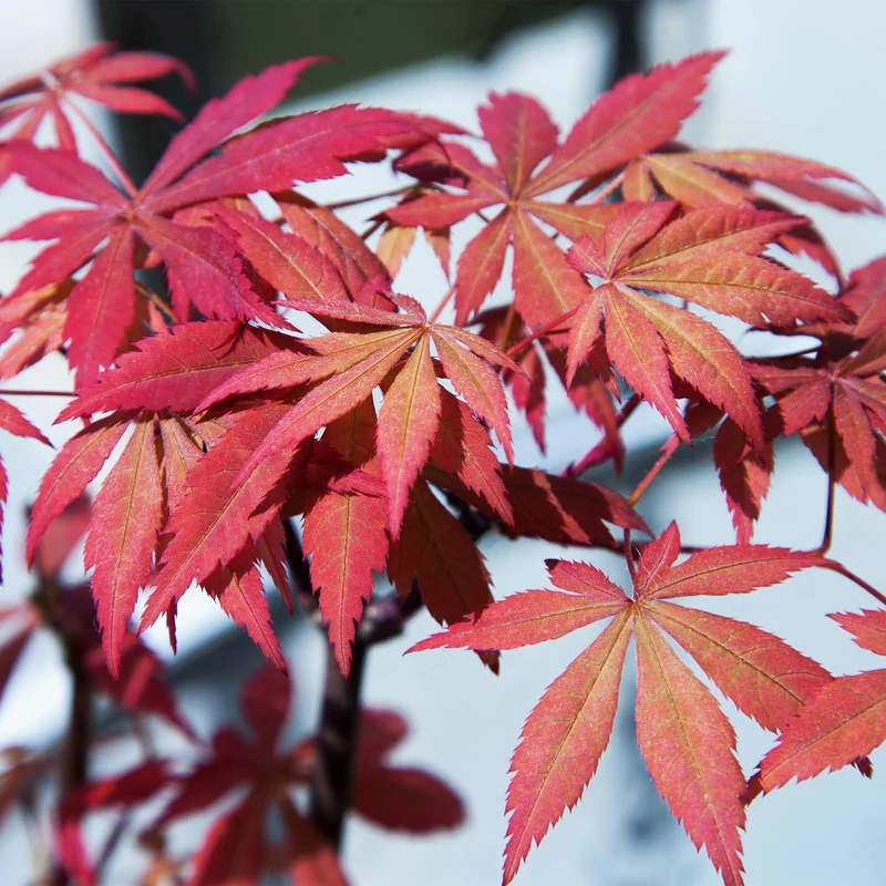 Japanischer Fächerahorn ‘Sumi-nagashi’ – rot, laubabwerfend, 19 cm Topf, 70 cm hoch