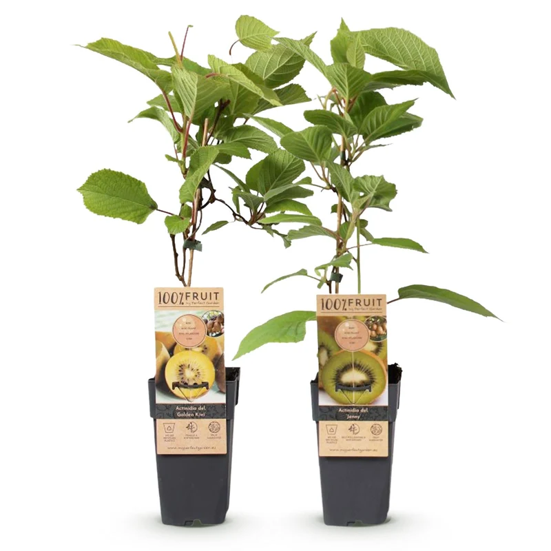 Kiwi-Pflanzen Set – Grüne ‘Jenny’ & Goldene Kiwi, 2er-Set im 15 cm Topf (Höhe ca. 50 cm)