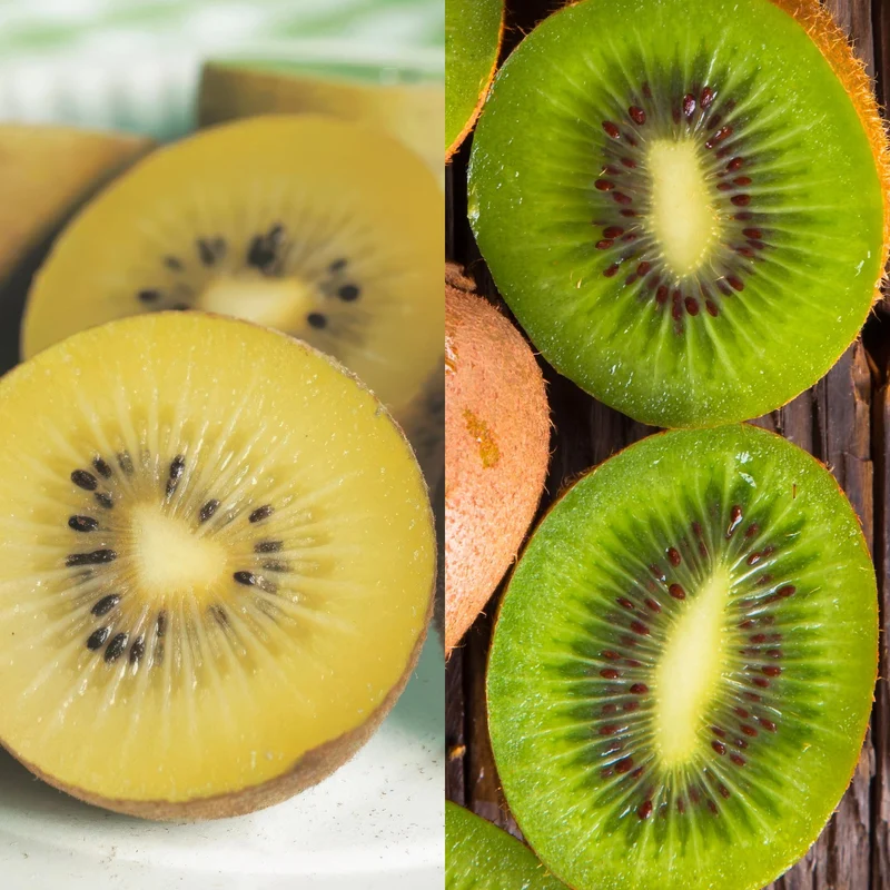 Kiwi-Pflanzen Set – Grüne ‘Jenny’ & Goldene Kiwi, 2er-Set im 15 cm Topf (Höhe ca. 50 cm)