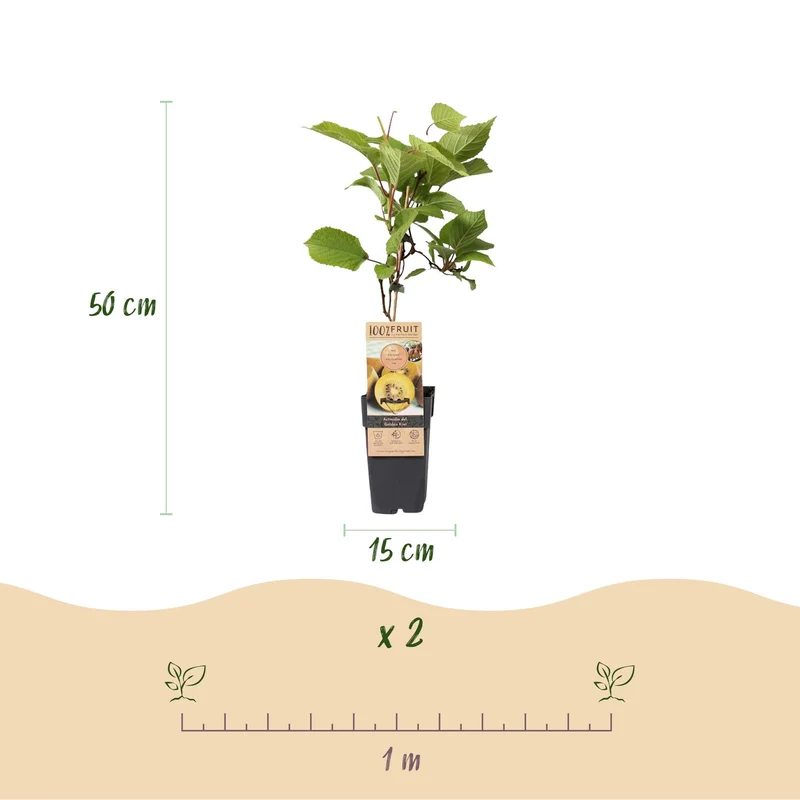 Kiwi-Pflanzen Set – Grüne ‘Jenny’ & Goldene Kiwi, 2er-Set im 15 cm Topf (Höhe ca. 50 cm)