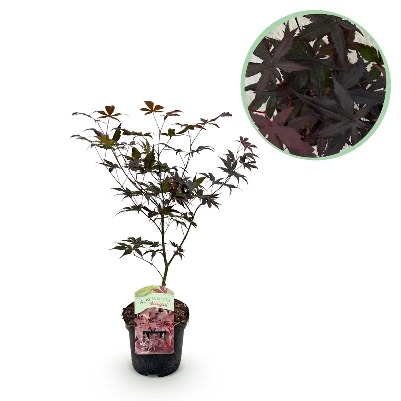 Acer Palmatum ‘Bloodgood’ – Japanischer Ahorn, laubabwerfend – 19 cm Topf, 70 cm hoch
