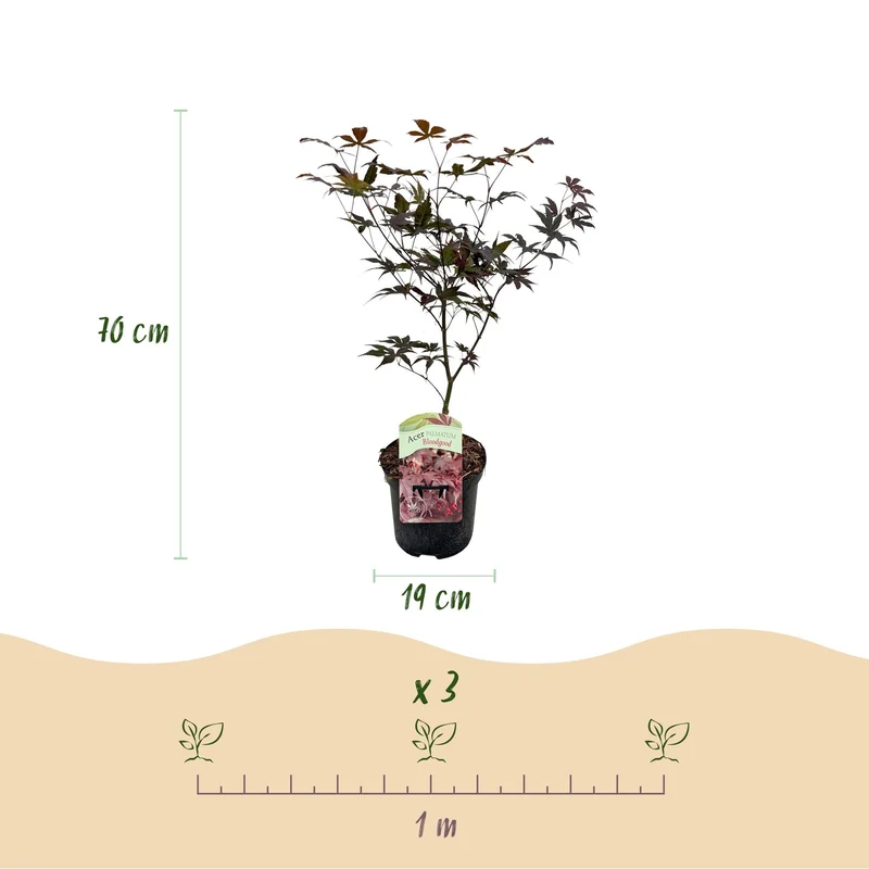 Acer Palmatum ‘Bloodgood’ – Japanischer Ahorn, laubabwerfend – 19 cm Topf, 70 cm hoch