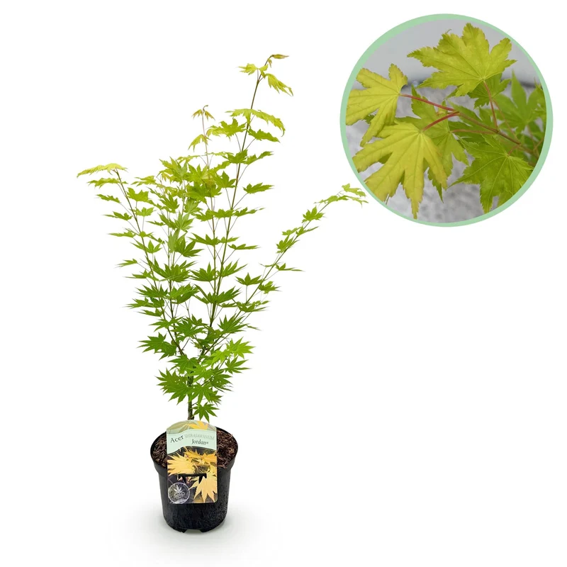Acer Palmatum ‘Jordan’ – Japanischer Ahorn, laubabwerfend – 19 cm Topf, 70 cm hoch