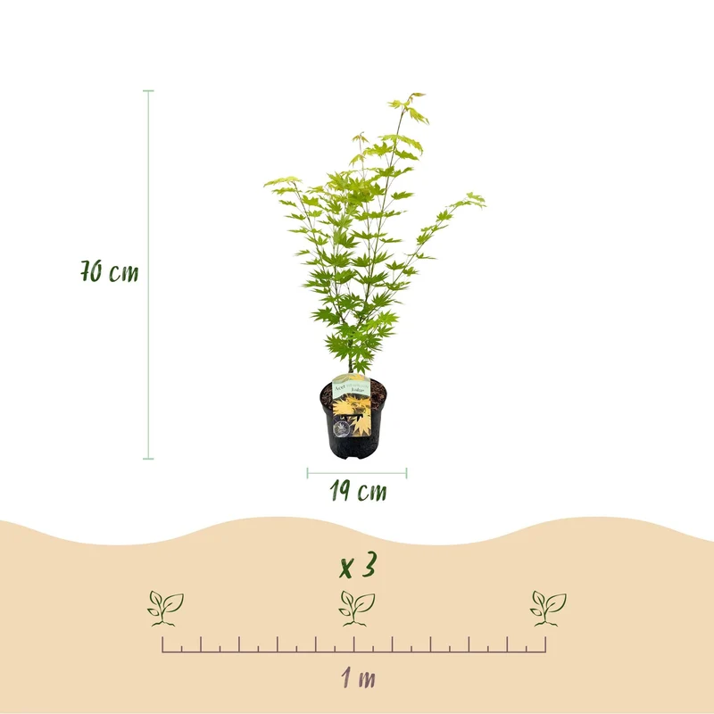 Acer Palmatum ‘Jordan’ – Japanischer Ahorn, laubabwerfend – 19 cm Topf, 70 cm hoch