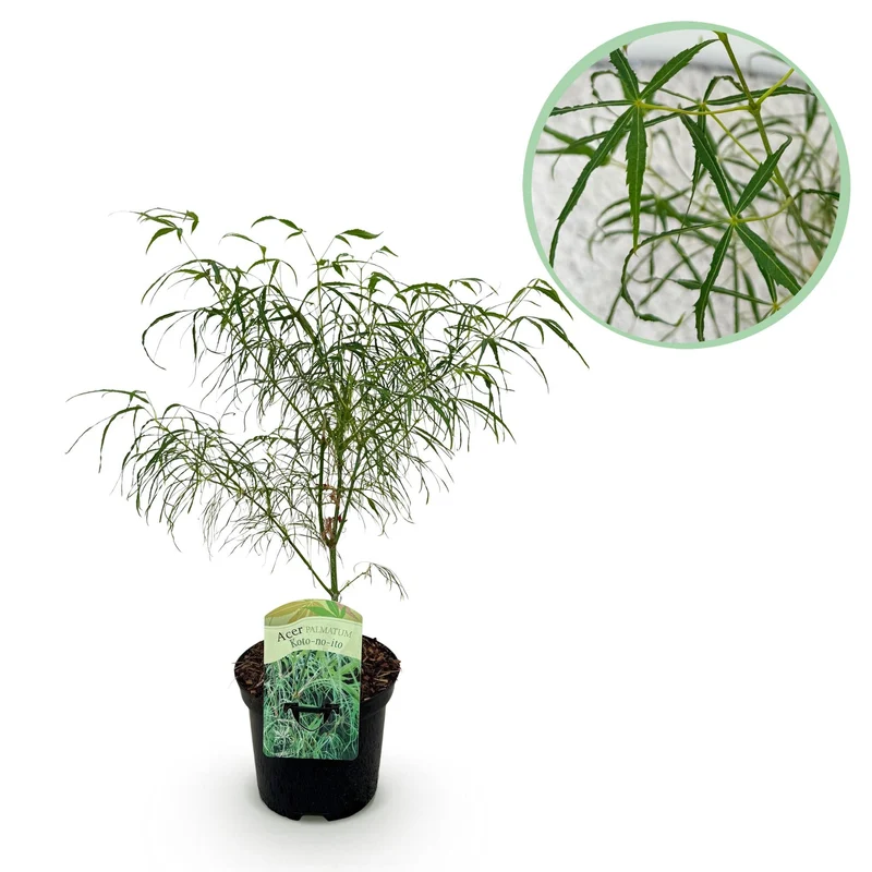 Japanischer Ahorn ‘Koto-no-ito’ – Ziergehölz für Balkon und Garten, 19 cm Topf, 70 cm