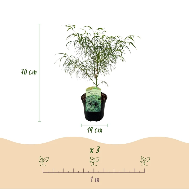 Japanischer Ahorn ‘Koto-no-ito’ – Ziergehölz für Balkon und Garten, 19 cm Topf, 70 cm