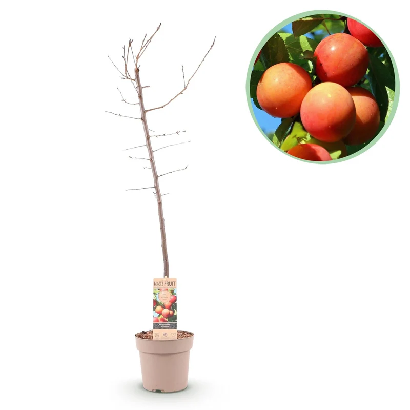 Pflaumenbaum „Victoria“ – rote Pflaume im 21 cm Topf (Höhe ca. 90 cm)