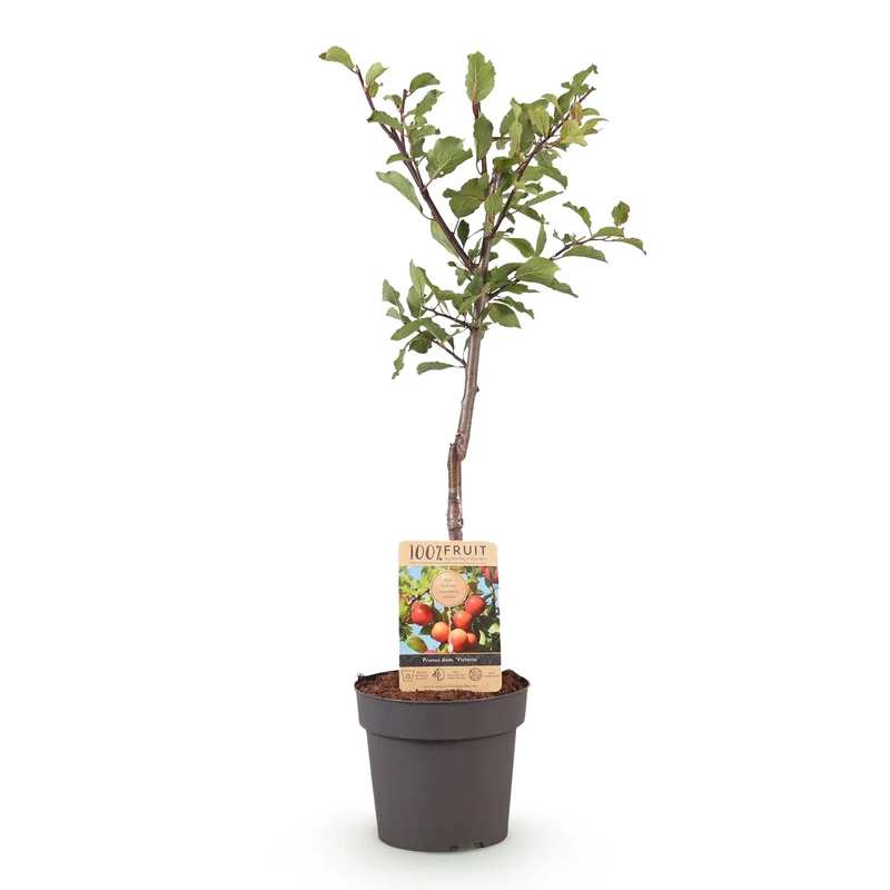 Pflaumenbaum „Victoria“ – rote Pflaume im 21 cm Topf (Höhe ca. 90 cm)