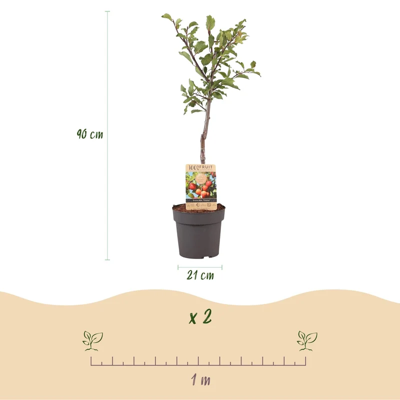 Pflaumenbaum „Victoria“ – rote Pflaume im 21 cm Topf (Höhe ca. 90 cm)