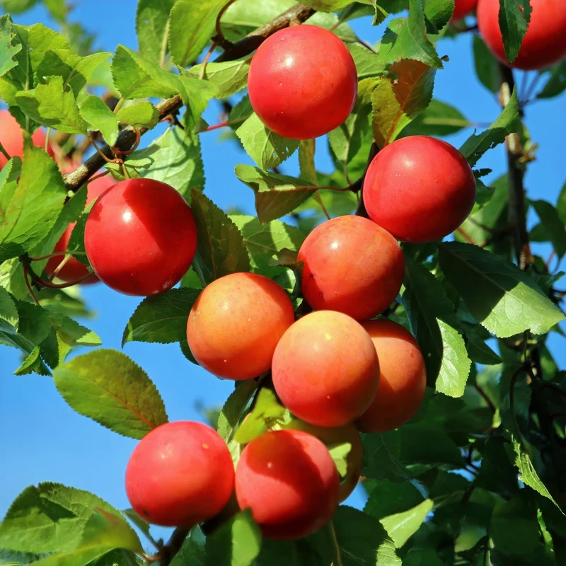 Pflaumenbaum „Victoria“ – rote Pflaume im 21 cm Topf (Höhe ca. 90 cm)