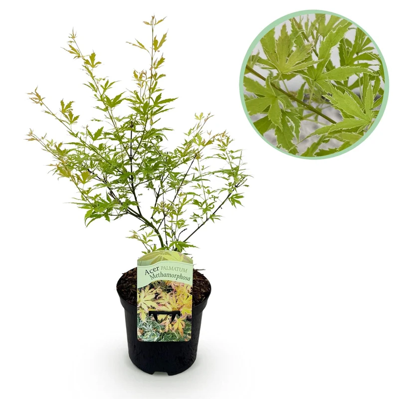 Acer Palmatum ‘Metamorphosa’ – Japanischer Ahorn, laubabwerfend – 19 cm Topf, 70 cm hoch