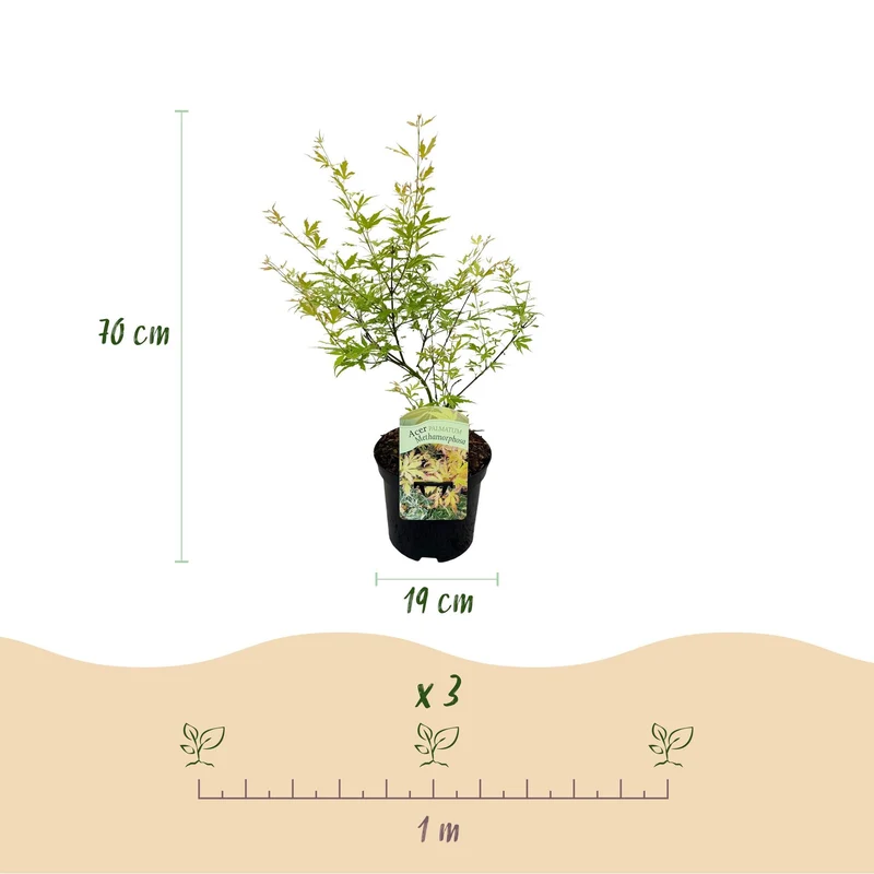 Acer Palmatum ‘Metamorphosa’ – Japanischer Ahorn, laubabwerfend – 19 cm Topf, 70 cm hoch