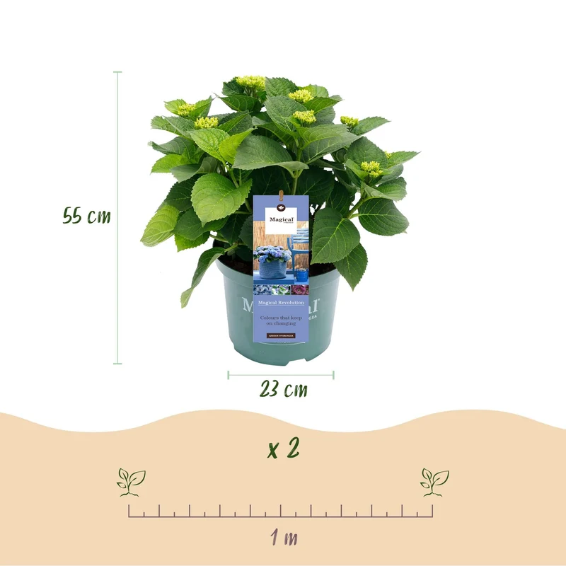 Hydrangea ‘Magical Revolution’ Blue – Hortensie, 6–10 Blüten – 23 cm Topf, 55 cm hoch