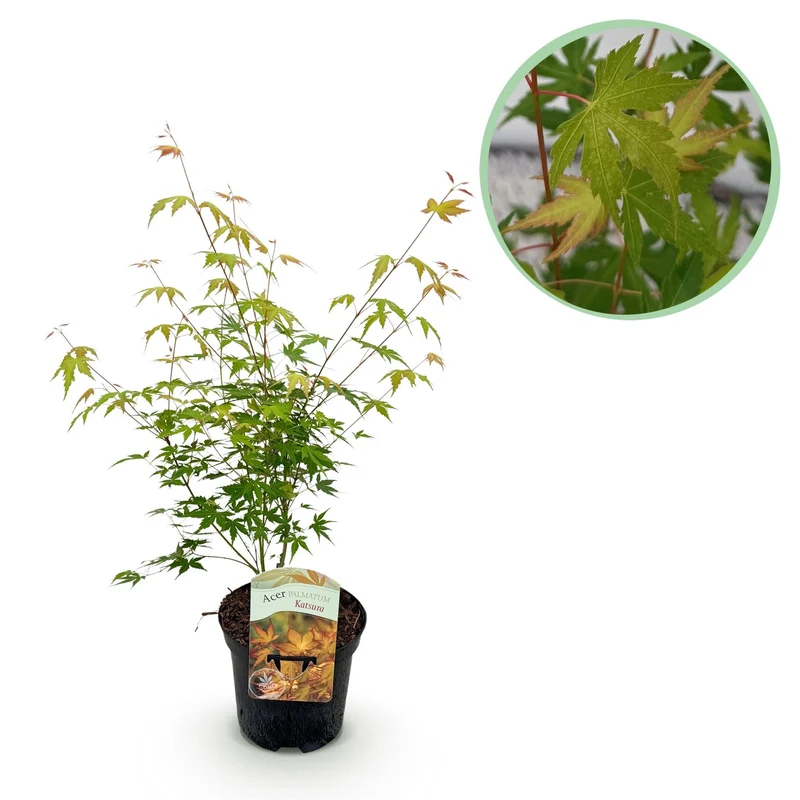 Acer Palmatum ‘Katsura’ – Japanischer Ahorn, laubabwerfend – 19 cm Topf, 70 cm hoch