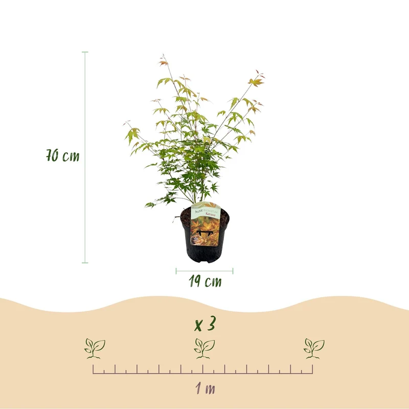 Acer Palmatum ‘Katsura’ – Japanischer Ahorn, laubabwerfend – 19 cm Topf, 70 cm hoch