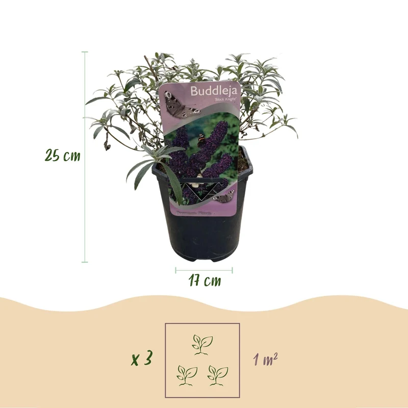 Buddleja Davidii ‘Purple Emperor’ – Schmetterlingsstrauch, laubabwerfend & schmetterlingsanziehend – 1x Pflanze - 17 cm Topf, 25 cm hoch