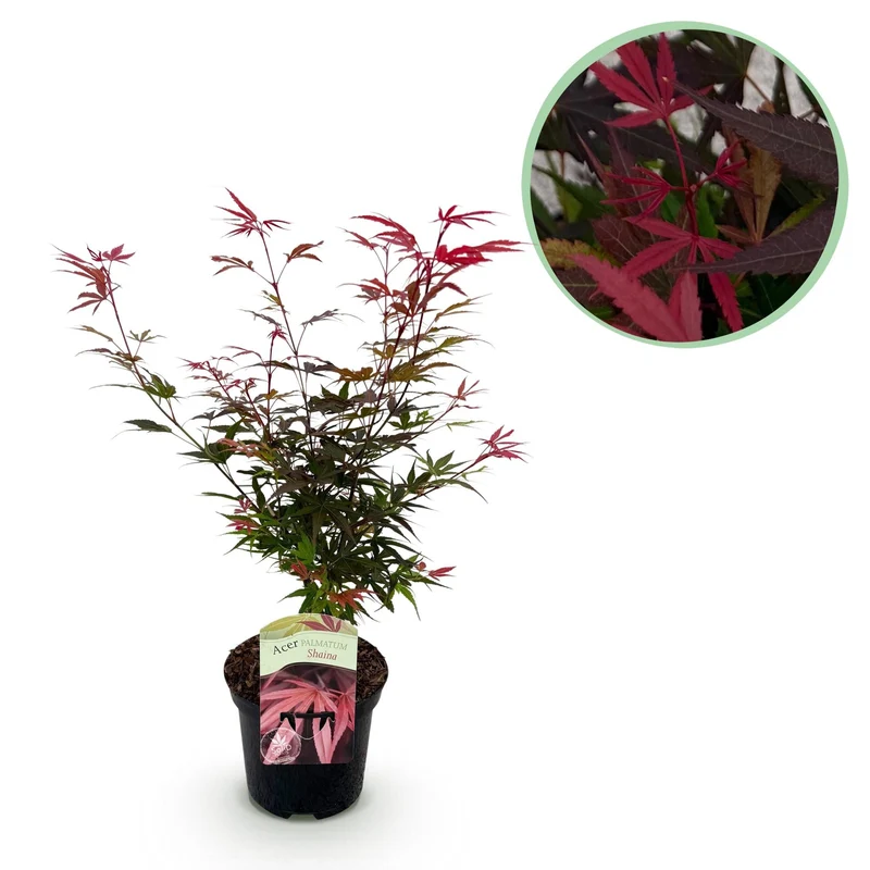 Acer Palmatum ‘Shaina’ – Japanischer Ahorn, laubabwerfend – 19 cm Topf, 70 cm hoch