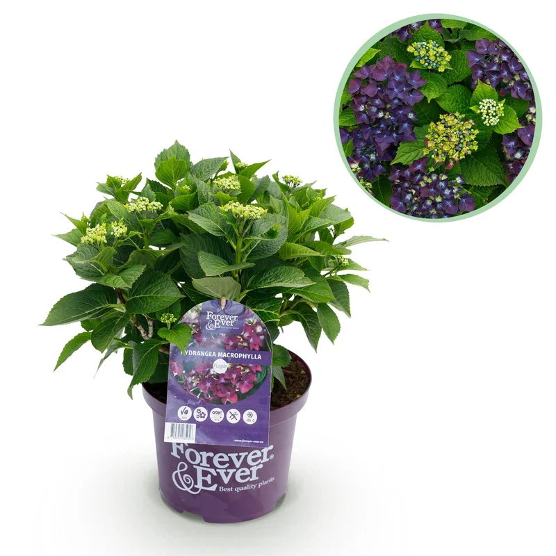 Hydrangea ‘Forever & Ever’ Lila – Hortensie, 7–12 Blüten – 23 cm Topf, 55 cm hoch
