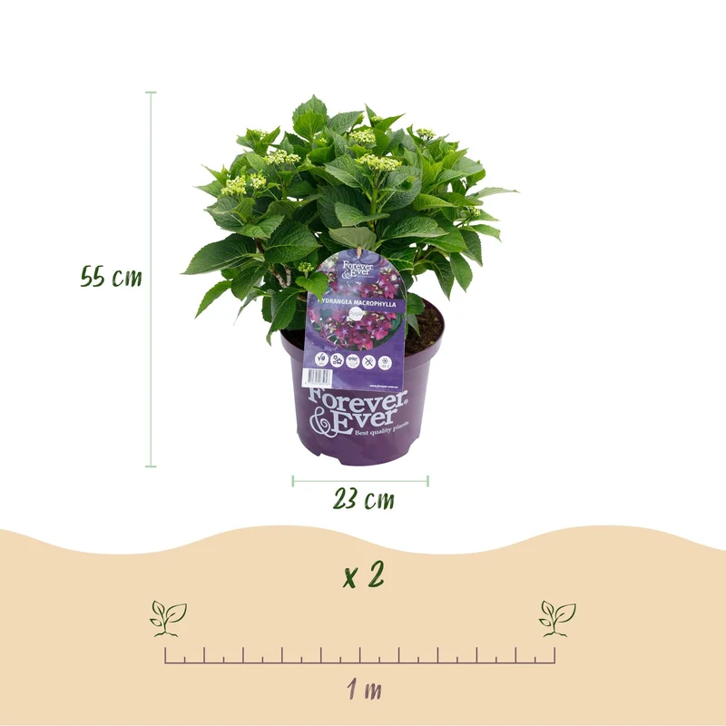 Hydrangea ‘Forever & Ever’ Lila – Hortensie, 7–12 Blüten – 23 cm Topf, 55 cm hoch
