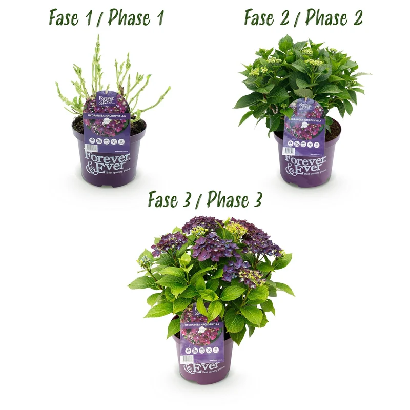 Hydrangea ‘Forever & Ever’ Lila – Hortensie, 7–12 Blüten – 23 cm Topf, 55 cm hoch