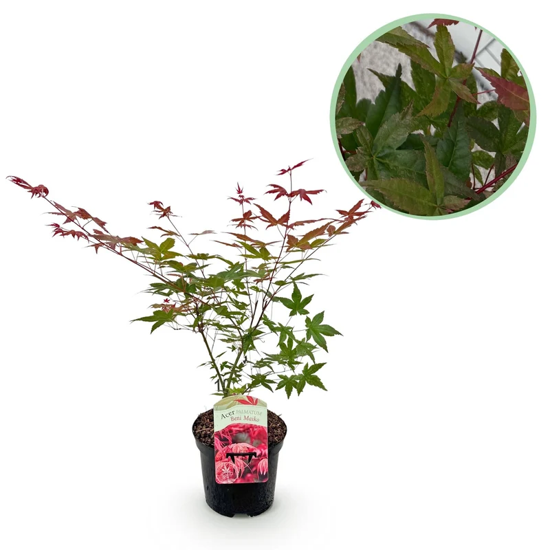 Acer Palmatum ‘Beni Maiko’ – Japanischer Ahorn, laubabwerfend – 19 cm Topf, 70 cm hoch