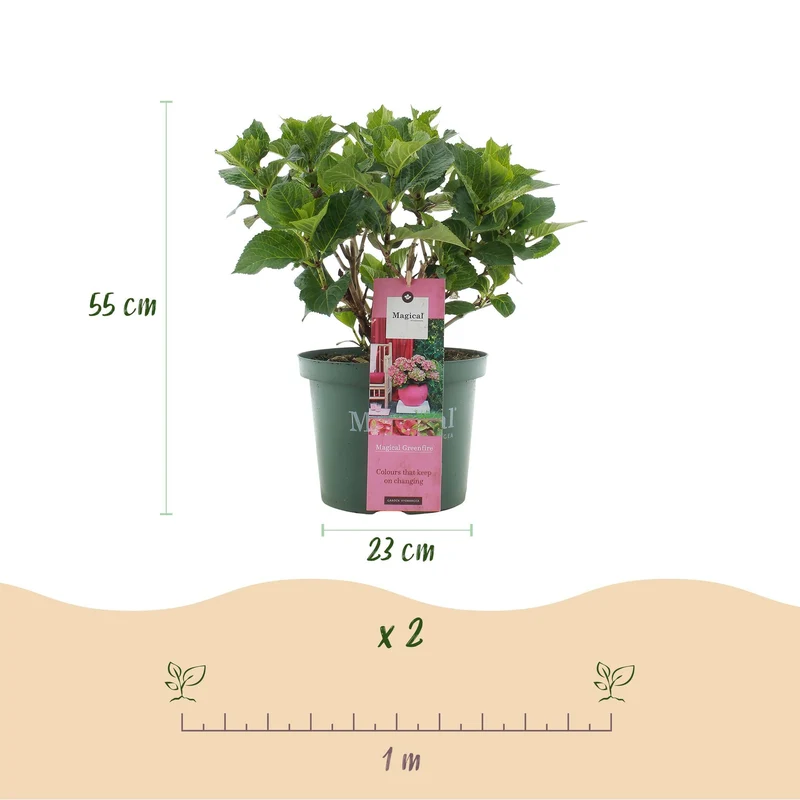 Balkonpflanze Hortensie ‘Magical Green Fire’ – 6–10 Blüten, rosa-grün, Topf 23 cm, 55 cm hoch