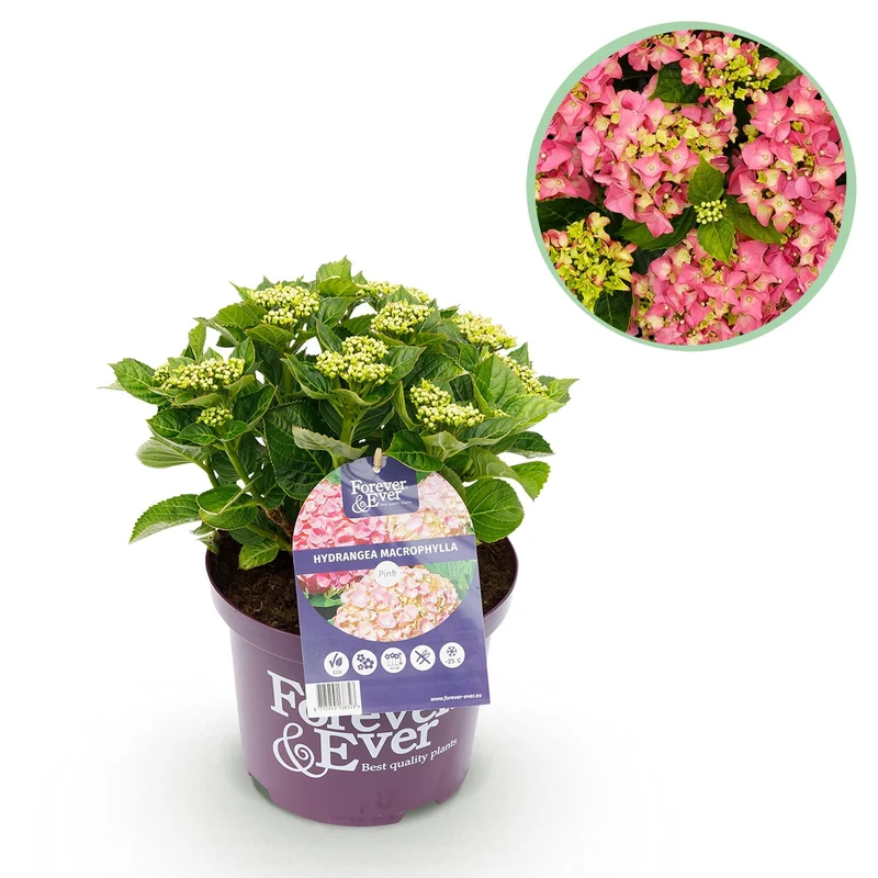 Hortensie Rosa ‘Forever & Ever’ – 7–12 Blüten, 23 cm Topf, 55 cm hoch