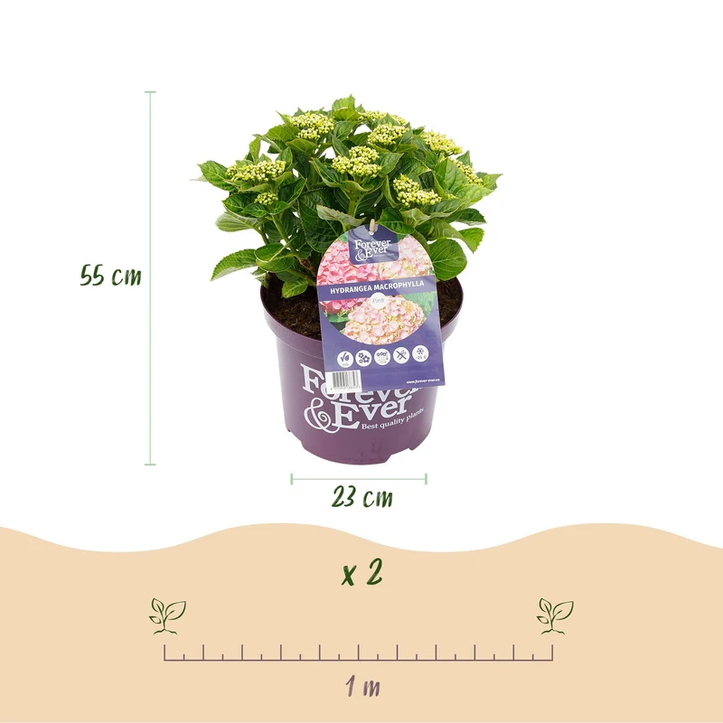 Hortensie Rosa ‘Forever & Ever’ – 7–12 Blüten, 23 cm Topf, 55 cm hoch