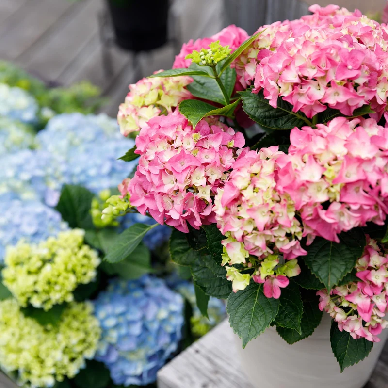 Hortensie Rosa ‘Forever & Ever’ – 7–12 Blüten, 23 cm Topf, 55 cm hoch