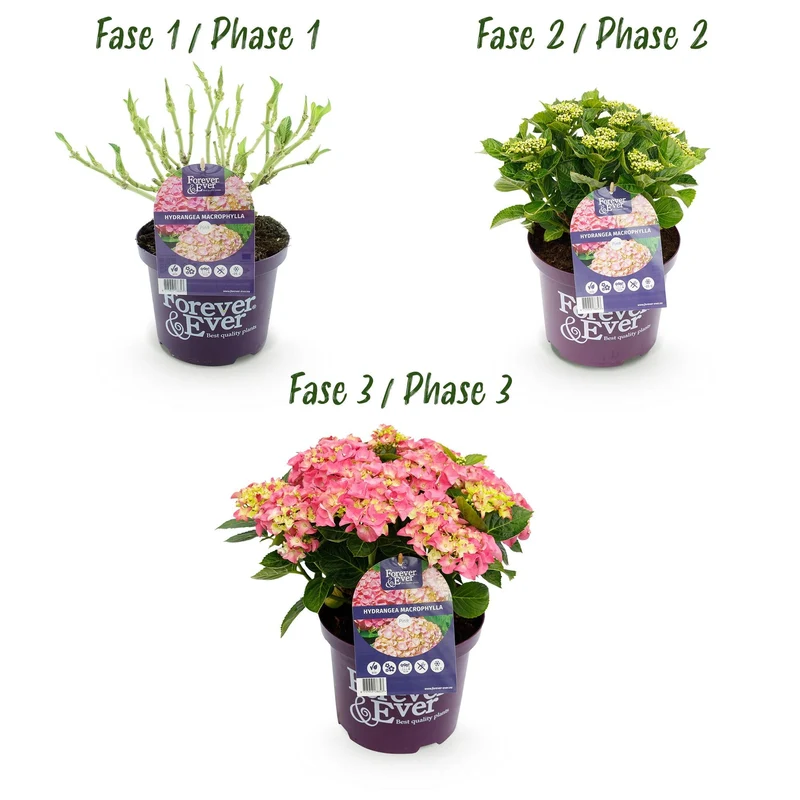 Hortensie Rosa ‘Forever & Ever’ – 7–12 Blüten, 23 cm Topf, 55 cm hoch