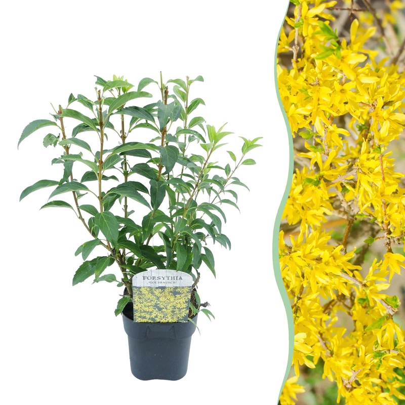 Forsythie ‘Goldrauch’ – gelbblühender Strauch, 1 Pflanze, 17 cm Topf, 45 cm hoch