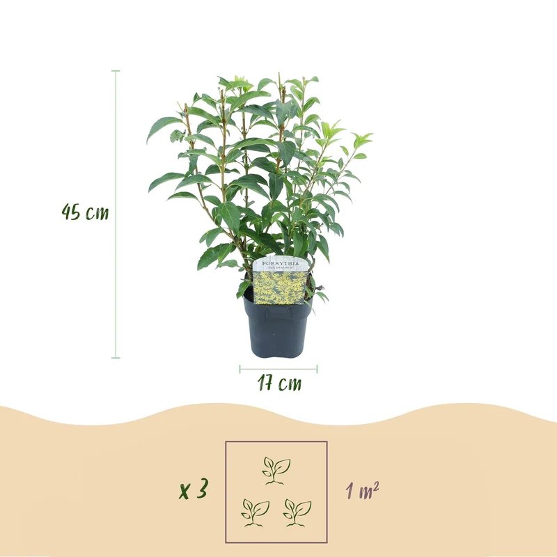 Forsythie ‘Goldrauch’ – gelbblühender Strauch, 1 Pflanze, 17 cm Topf, 45 cm hoch
