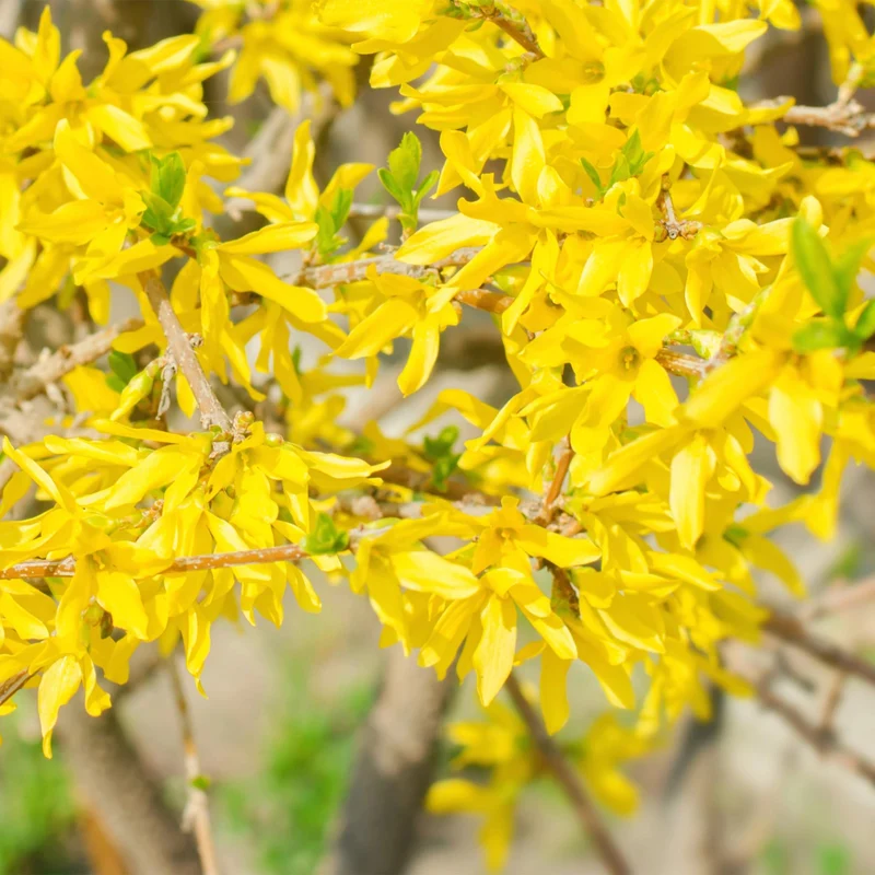 Forsythie ‘Goldrauch’ – gelbblühender Strauch, 1 Pflanze, 17 cm Topf, 45 cm hoch