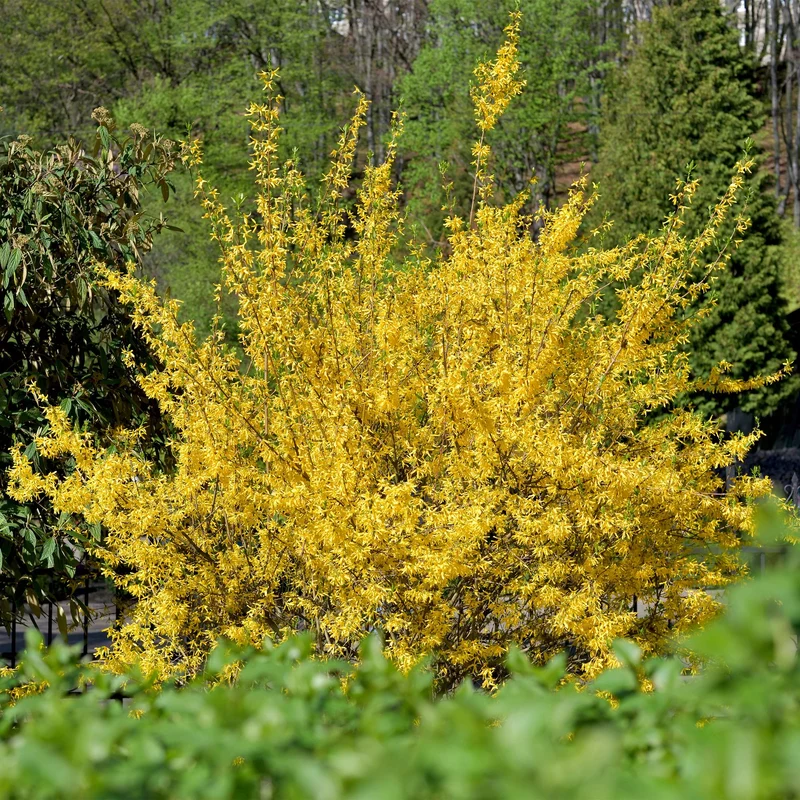 Forsythie ‘Goldrauch’ – gelbblühender Strauch, 1 Pflanze, 17 cm Topf, 45 cm hoch