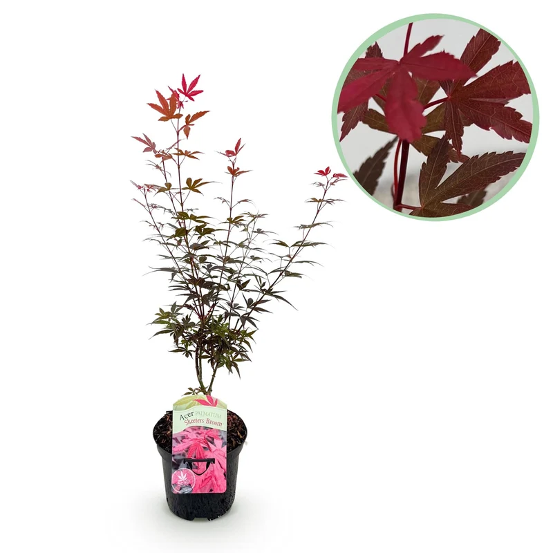 Japanischer Ahorn ‘Skeeter’s Broom’ – laubabwerfend, 19 cm Topf, 70 cm hoch