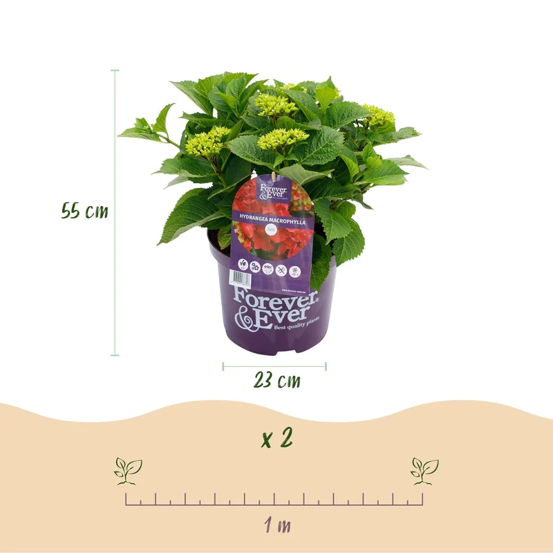 Rote Hortensie „Forever & Ever“ – Blühstarke Sorte, 23 cm Topf, 55 cm Höhe