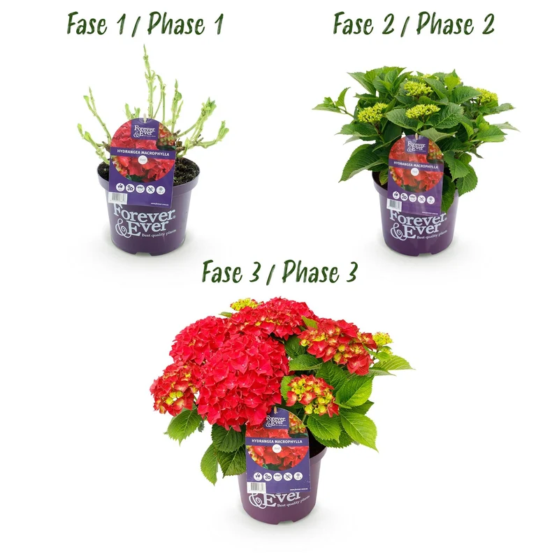 Rote Hortensie „Forever & Ever“ – Blühstarke Sorte, 23 cm Topf, 55 cm Höhe