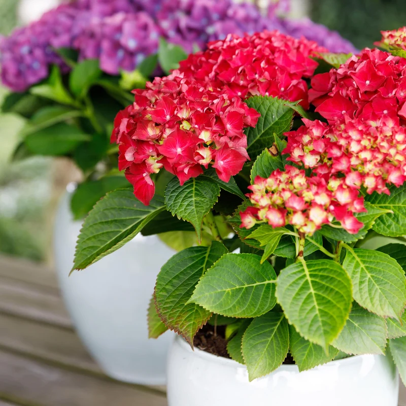 Rote Hortensie „Forever & Ever“ – Blühstarke Sorte, 23 cm Topf, 55 cm Höhe