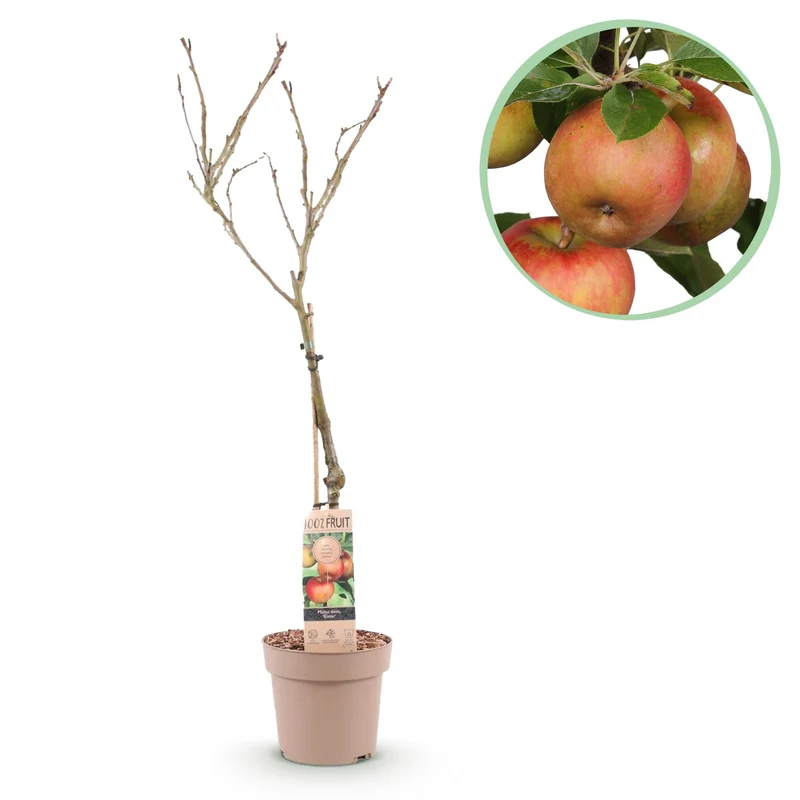 Apfelbaum „Elstar“ – im Topf, 90 cm hoch